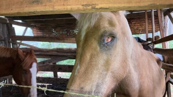 Polícia fecha abatedouro clandestino de cavalos que abastecia