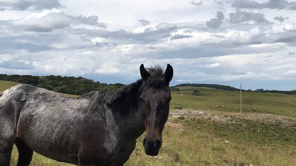 Cavalos sobreviventes abatedouro clandestino são resgatados pela PAC e  SOAMA – SOAMA